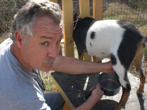 Jimmy milking