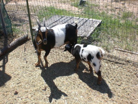 Blue & Baby Moe