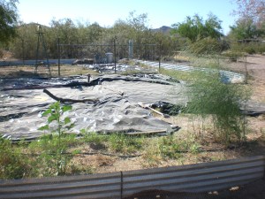 Tin Can Garden & sheets of plastic to get rid of the Grass-from-Hell. Ugly!