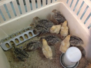 Poults & cockerels