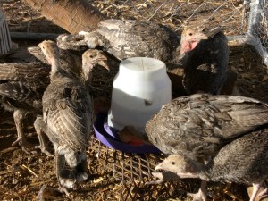 Poults growing up