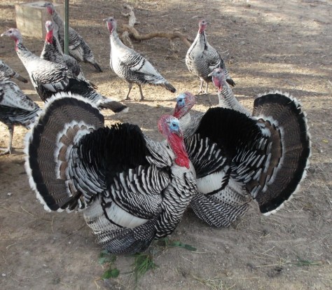 These gentlemen are showing off.