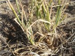 Tohono O'odham multiplying onion becoming dormant