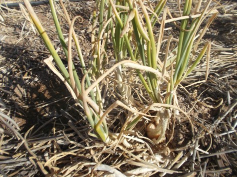 Tohono O'odham multiplying onion becoming dormant