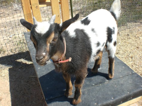 Moe Growing Up