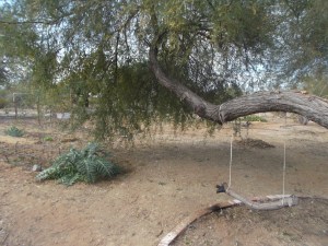 Artichoke under magic tree