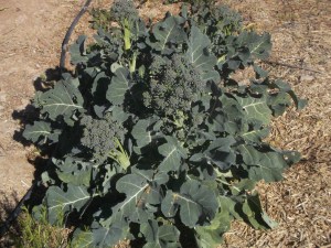 Broccoli-2nd Year production