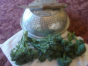 Broccoli-Freshly cut
