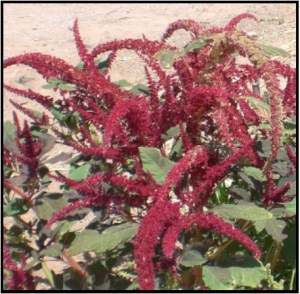 Aug_Amaranth_092114