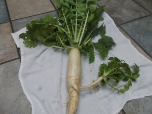 Boule d'Or Turnip