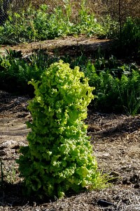 26 lettuce tree-1-L