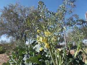 Broccoli offshoots