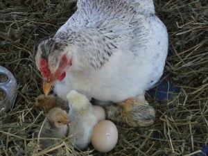 ChicksDay1