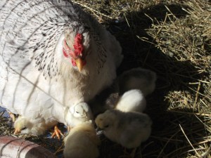 MomChicks_032615d
