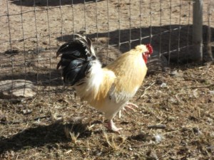 Star-Crossed Rooster