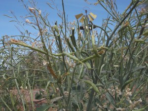 Broccoli seed pods