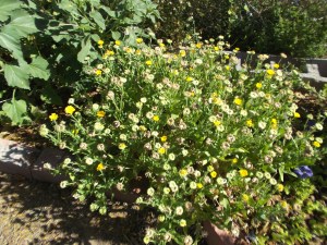 Calendulas (flower garden)