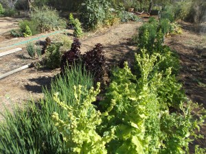 More lettuce blossoms
