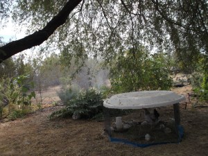 Embrace of the mesquite