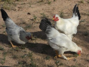 Adolescent Chickens