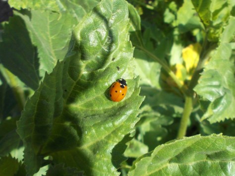 Ladybug