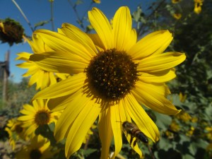Bee in flight