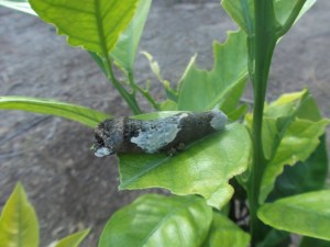 Giant Swallowtail (1)