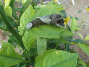Giant Swallowtail (3)