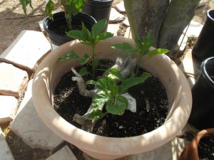 Plant in full sun?