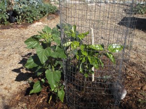 Sunflower protecting young citrus