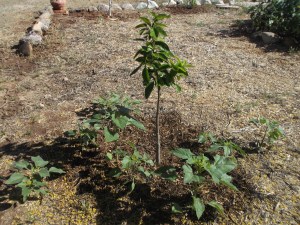 Sunflowers and citrus 2