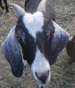 Mother Nubian Goat