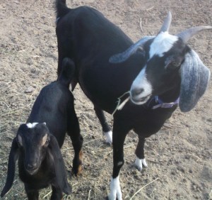 Mom and Buckling