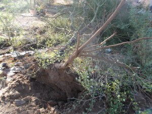 This is the root