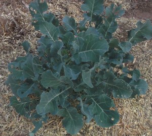 Broccoli in fall