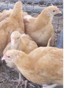Buff Orpington