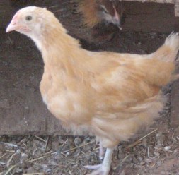 Buff Orpington 2