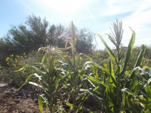 Corn, sunflowers, and a Palo Verde tree.