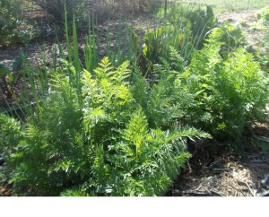 Carrots in fall