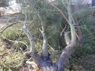 Uprooted tree