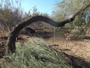 Microburst_082815_017