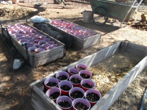 Newly planted onions