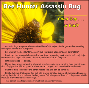 BeeHunterFlier_081715