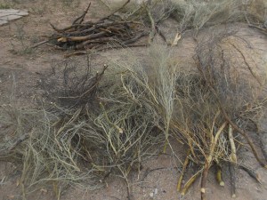 Limbs waiting for processing