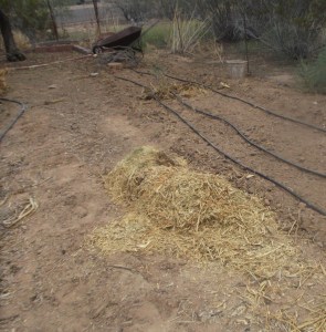 Mulch between rows