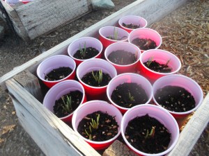 Onion sprouts