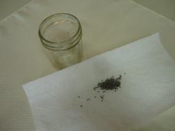 Pre-germination (broccoli seeds)