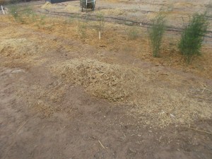 The pic shows wood chips between the rows. My asparagus row has a top dressing of straw. 