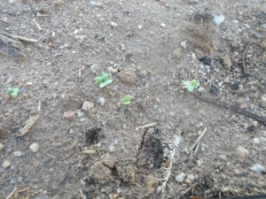 Broccoli seedlings