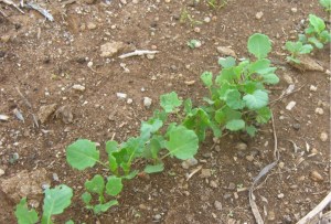 broccoli seedlings